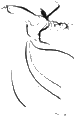 Semazen