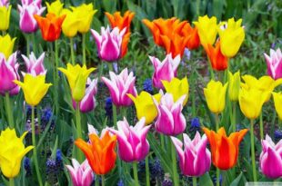 Peygamber Sallallahu Aleyhi Ve Sellemin Evlilikleri