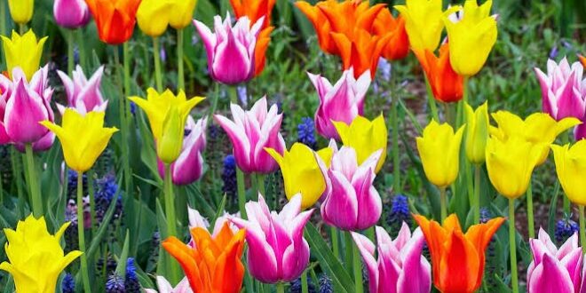 Peygamber Sallallahu Aleyhi Ve Sellemin Evlilikleri