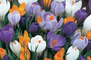 Zeynep Binti Cahs Radiyallahu Anha