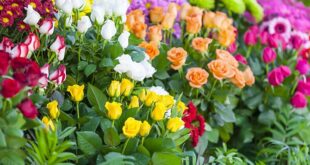 Islamda Kadinin Degeri 2